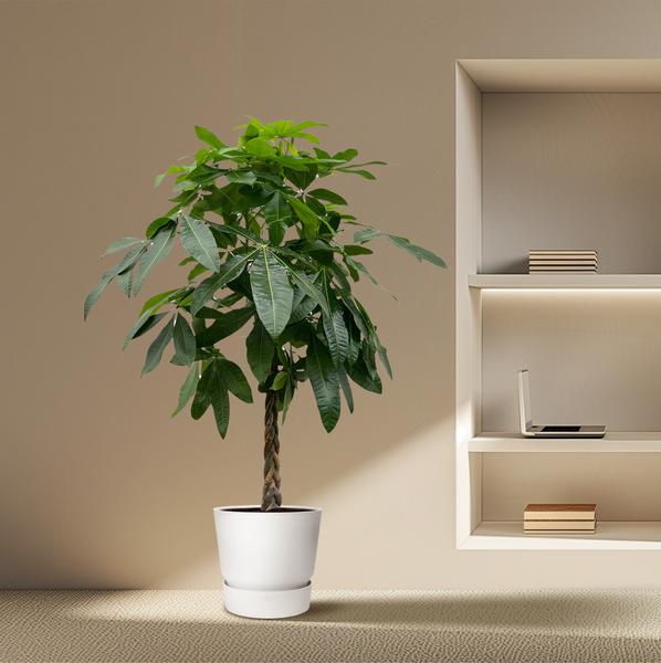 Trends voor kamerplanten in 2025!