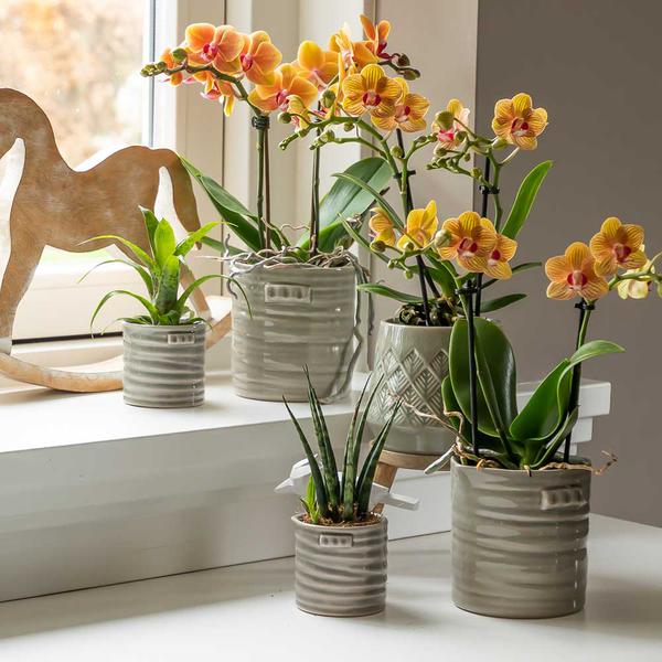 Hoeveel zonlicht heeft een kamerplant nodig?