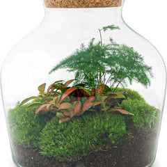 Collection image for: Terrariums