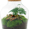 Terrariums