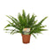 Kantoorplanten
