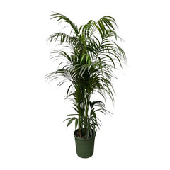 Collection image for: Palmen