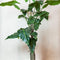 Kunstplanten