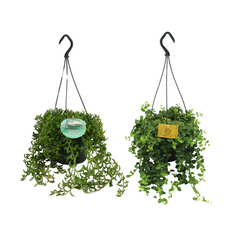 Collection image for: Hangplanten