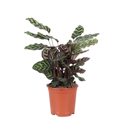 Calathea Makoyana Ø21cm - ↕70cm