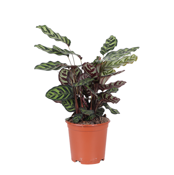 Calathea Makoyana Ø21cm - ↕70cm