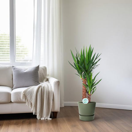 Yucca - Ø17cm - ↕80cm