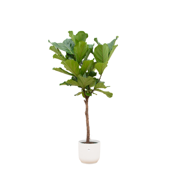 Combi deal - Ficus Lyrata op stam inclusief elho Vibes Fold Round wit Ø30 - 160 cm