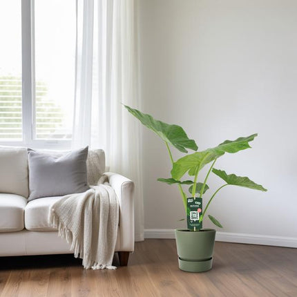 Alocasia Macrorrhiza - Ø19cm - ↕70cm
