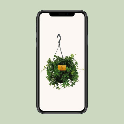 Parthenocissus Striatha Hang - Ø15cm - ↕15cm