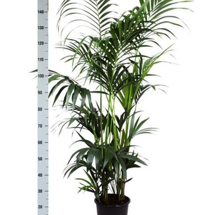 Kentia Palm - Ø27cm - ↕160cm