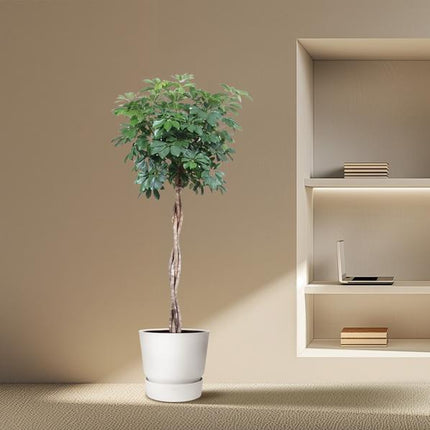 Schefflera Arboricola Compacta gevlochten stam - 190 cm - ø40