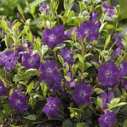 Vinca minor 'Atropurpurea', - ↕10-25cm - Ø9cm - 6x