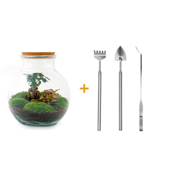DIY terrarium - Teddy bonsai - ↕ 26,5 cm - Rake + Shovel + Tweezer