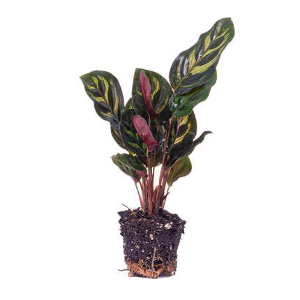 Calathea Makoyana - Pauwenplant - Terrarium plant - Potmaat 6
