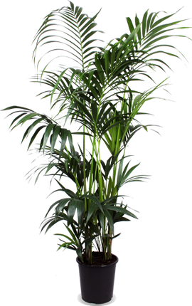 Kentia Palm - Ø27cm - ↕160cm