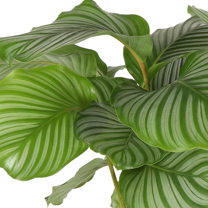 Calathea Orbifolia Ø21cm - ↕70cm