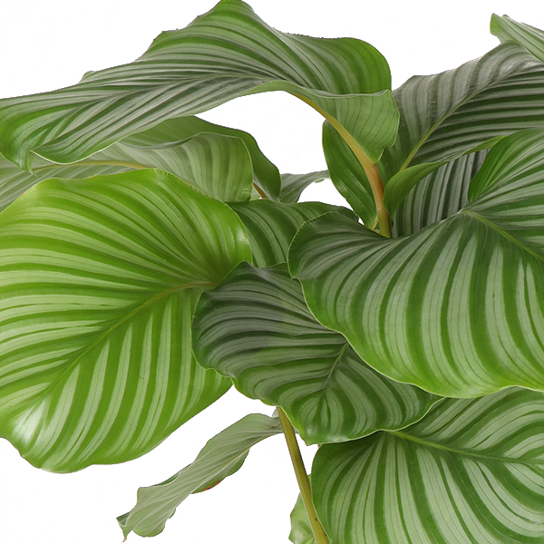 Calathea Orbifolia Ø21cm - ↕70cm