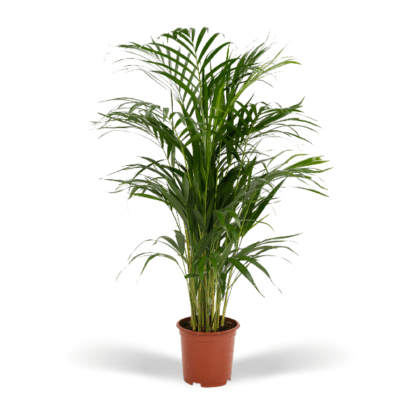 Areca palm - Ø19cm - ↕85cm