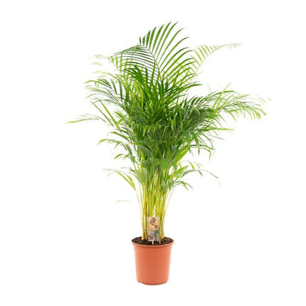 Areca palm - Ø24cm - ↕130cm