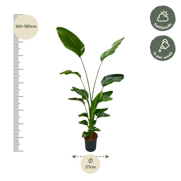 Strelitzia Nicolai - 180 cm - ⌀24
