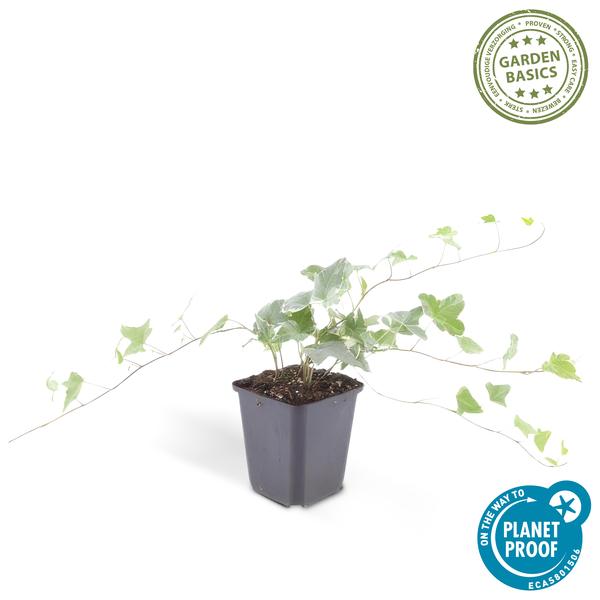 40x Hedera helix 'Glacier' - ↕10-25cm - Ø9cm