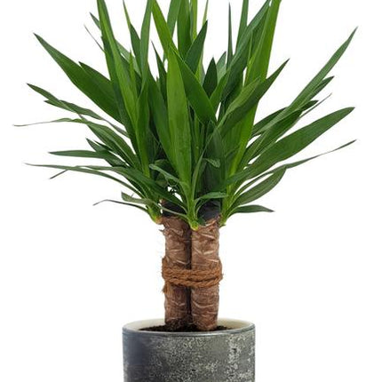 Yucca "Tres Cañas" - Ø19cm - ↕70cm + Lars Pot D20x18cm - Grijs
