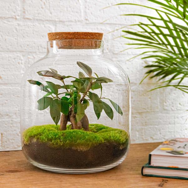 DIY terrarium - Billie Bonsai - ↕ 29 cm - Normal