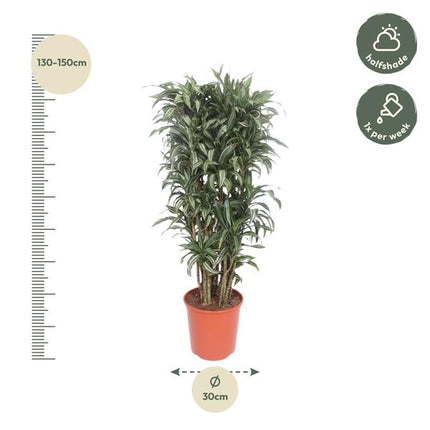 Dracaena Warneckei compacta - 150 cm - ø30