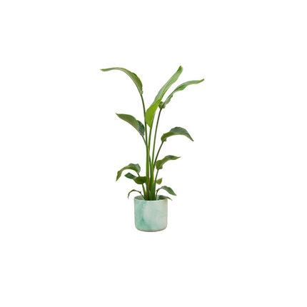 Combi deal - Strelitzia Nicolai inclusief elho Ocean Round pacifisch groen Ø22 - 120 cm