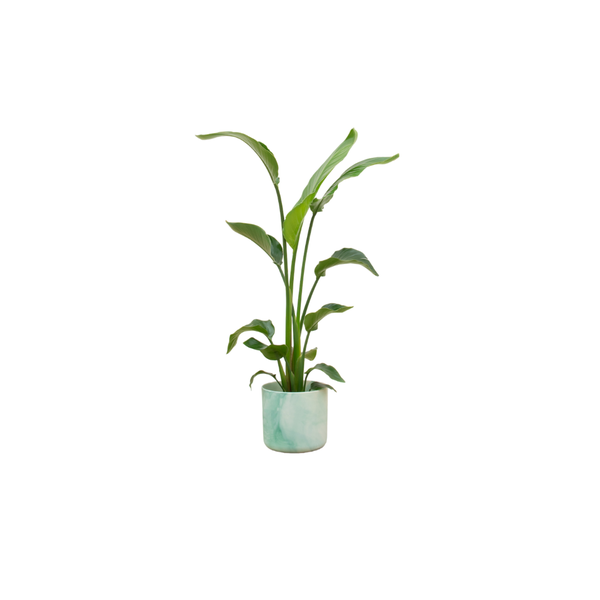Combi deal - Strelitzia Nicolai inclusief elho Ocean Round pacifisch groen Ø22 - 120 cm