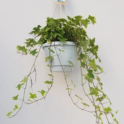 Hedera Helix Geelbont - Hangpot Wit / Basic - Ø17cm - ↕cm