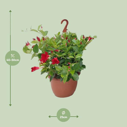 Sundaville Hanging Basket Tricolor - Ø25cm - ↕50cm
