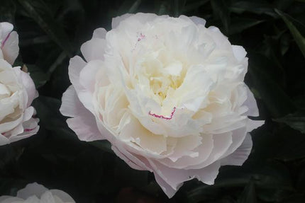 Paeonia 'Shirley Temple' - 4x