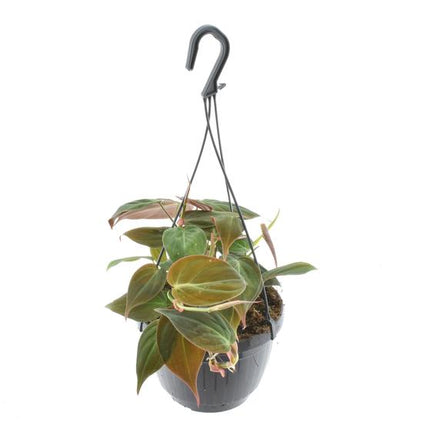 Philodendron Scandens 'Micans' Hangpot - Ø15cm - ↕40cm