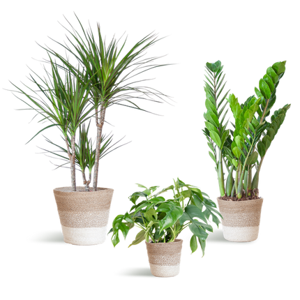 Schaduw Plantenbox - medium - met mand Lissabon wit
