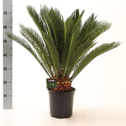 Cycas Revoluta - Ø21cm - ↕75cm