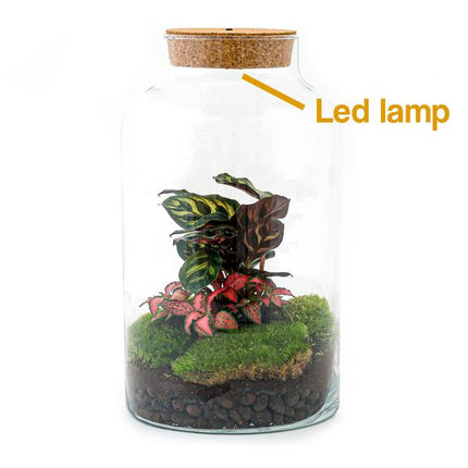 DIY terrarium - Milky Calathea with Light - ↕ 31 cm - Rake + Shovel + Tweezer