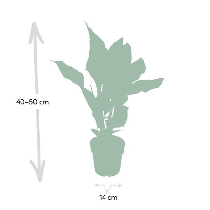 Calathea Ornata - Ø14cm - ↕50cm