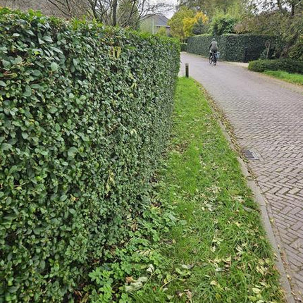 Ligustrum Ovalifolium - Blote wortel - 80/100 - 100x
