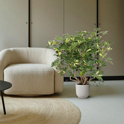 Schefflera Gold Capella vertakt - 130 cm - ø40
