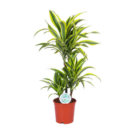 Dracaena Lemon Lime Ø21cm - ↕65cm