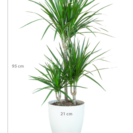 Dracaena Marginata met Viber wit - 95cm - Ø21