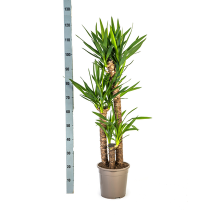 Yucca Elephantipes Ø24cm - ↕120 - 140cm