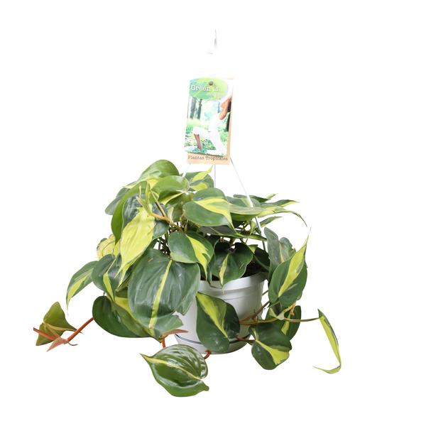 Philodendron Brasil In Hangpot - Ø17cm - ↕40cm