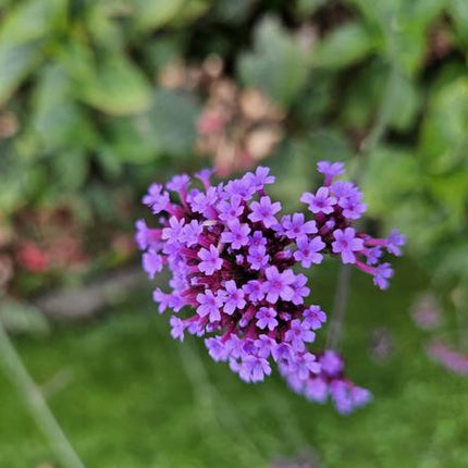Verbena bon. 'Lollipop' - ↕10-25cm - Ø9cm - 12x