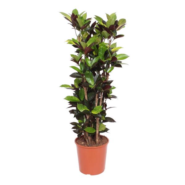 Codiaeum Iceton (Croton Iceton) - 140 cm - ø27