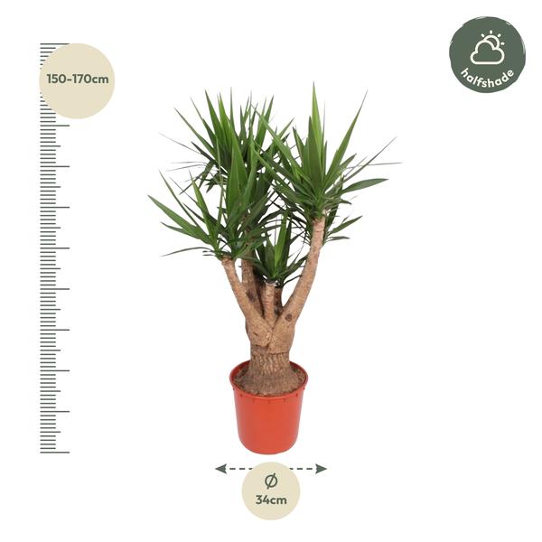Yucca Elephantipes vertakt - 160 cm - ø32