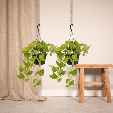Epipremnum Golden Pothos (Scindapsus) - 2 stuks - Ø15cm - ↕25cm