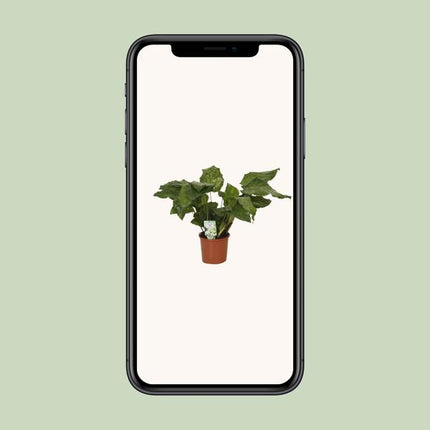 Calathea Network - Pauwenplant - Ø14cm - ↕30cm